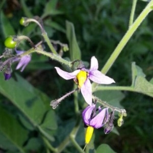 Photographie n°2216974 du taxon Solanum dulcamara L. [1753]