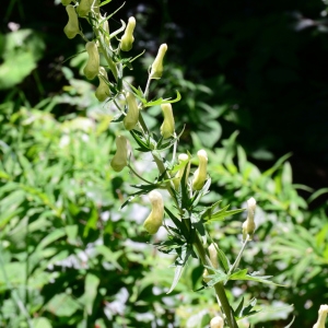 Photographie n°2216998 du taxon Aconitum lycoctonum L. [1753]