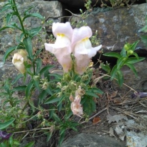 Photographie n°2217001 du taxon Antirrhinum majus L. [1753]