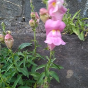 Photographie n°2217002 du taxon Antirrhinum majus L. [1753]