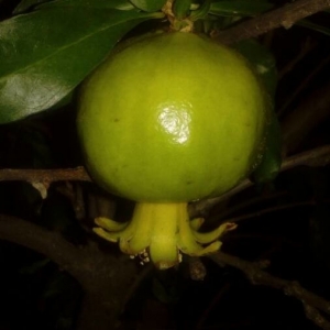 Photographie n°2217020 du taxon Punica granatum L. [1753]