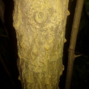 Photographie n°2217021 du taxon Punica granatum L. [1753]