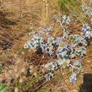 Photographie n°2217035 du taxon Eryngium maritimum L. [1753]