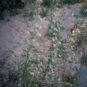 Photographie n°2217059 du taxon Artemisia vulgaris L. [1753]