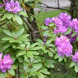 - Rhododendron ponticum L. [1762]
