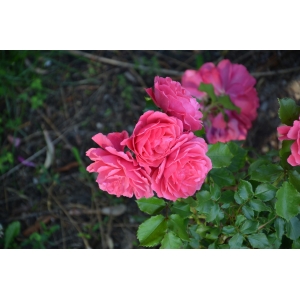 Rosa chinensis Jacq. (China Rose)
