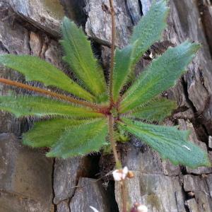 Photographie n°2217063 du taxon Micranthes clusii (Gouan) Fern.Prieto, V.Vázquez, Vallines & Cires. [2010]