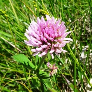 Photographie n°2217091 du taxon Trifolium montanum subsp. gayanum (Godr.) O.Bolòs & Vigo [1974]