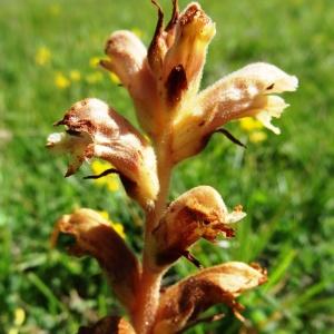 Photographie n°2217103 du taxon Orobanche teucrii Holandre [1829]