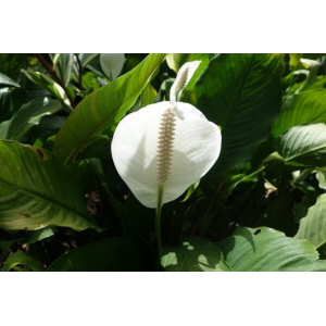 Spathiphyllum wallisii Regel (Spathiphyllum)