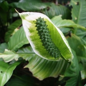  - Spathiphyllum wallisii Regel