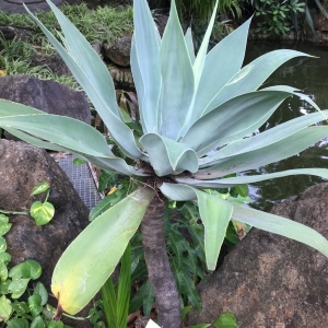  - Agave americana L.