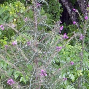 Photographie n°2217179 du taxon Cirsium palustre (L.) Scop. [1772]