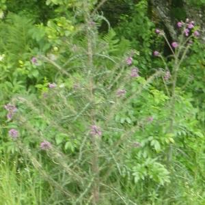 Photographie n°2217180 du taxon Cirsium palustre (L.) Scop. [1772]