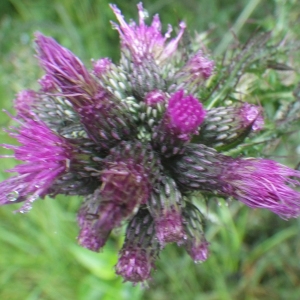 Photographie n°2217181 du taxon Cirsium palustre (L.) Scop. [1772]