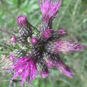 Photographie n°2217183 du taxon Cirsium palustre (L.) Scop. [1772]