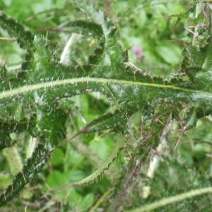 Photographie n°2217185 du taxon Cirsium palustre (L.) Scop. [1772]