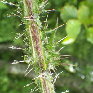 Photographie n°2217190 du taxon Cirsium palustre (L.) Scop. [1772]