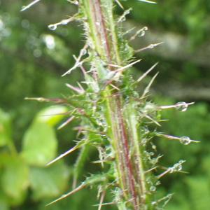 Photographie n°2217191 du taxon Cirsium palustre (L.) Scop. [1772]