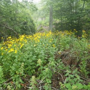 Photographie n°2217198 du taxon Doronicum austriacum Jacq. [1774]