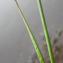  Liliane Roubaudi - Juncus articulatus L. [1753]