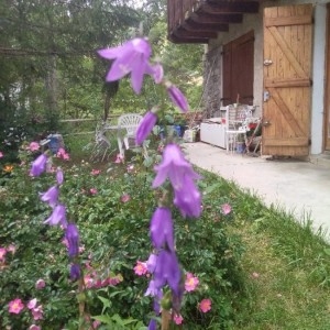 Photographie n°2217305 du taxon Campanula rapunculoides L. [1753]