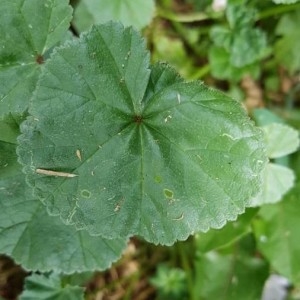 Photographie n°2217313 du taxon Malva neglecta Wallr. [1824]