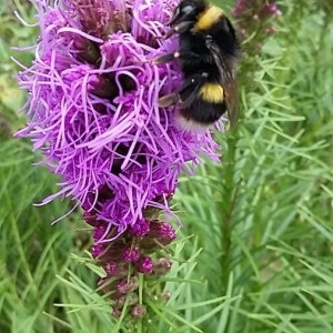 Photographie n°2217321 du taxon Liatris spicata (L.) Willd. [1802]