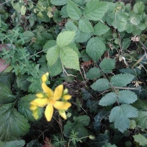 Photographie n°2217357 du taxon Hypericum perforatum L. [1753]