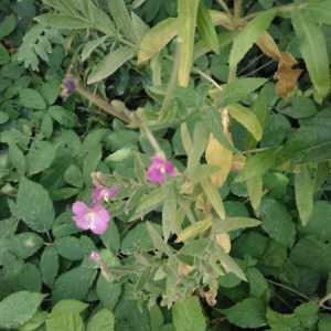 Photographie n°2217367 du taxon Epilobium hirsutum L. [1753]