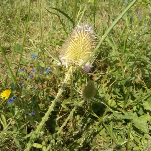 Photographie n°2217370 du taxon Dipsacus fullonum L. [1753]