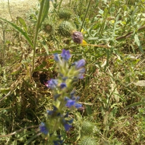 Photographie n°2217371 du taxon Echium vulgare L. [1753]