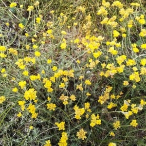 Photographie n°2217389 du taxon Helichrysum stoechas (L.) Moench [1794]