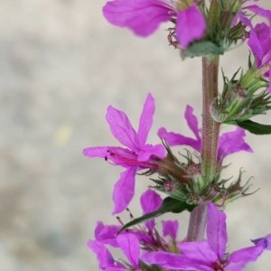 Photographie n°2217407 du taxon Lythrum salicaria L.