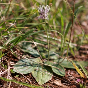 Photographie n°2217417 du taxon Plantago media L. [1753]