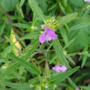 Photographie n°2217439 du taxon Galeopsis ladanum L. [1753]