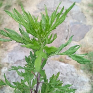 Photographie n°2217442 du taxon Artemisia vulgaris L. [1753]