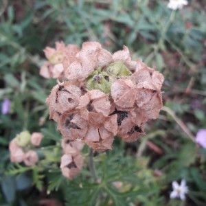 Photographie n°2217466 du taxon Malva moschata L. [1753]