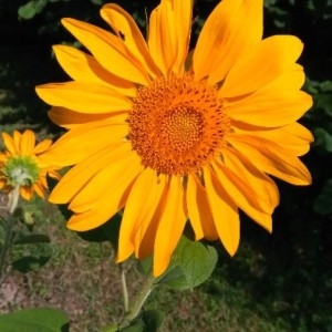 Photographie n°2217498 du taxon Helianthus annuus L. [1753]