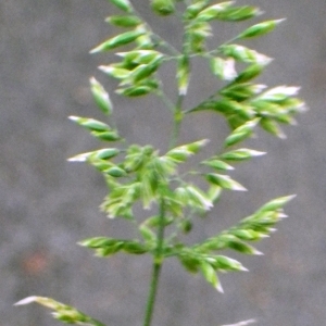 Poa sudetica var. rubens (Moench) Rchb. (Pâturin de Chaix)