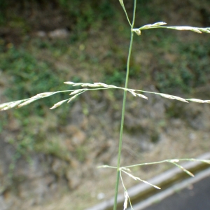 Puccinellia distans (Jacq.) Parl. (Glycérie à épillets espacés)