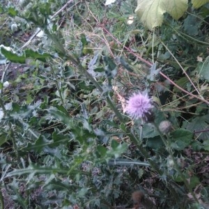 Photographie n°2217515 du taxon Cirsium arvense (L.) Scop. [1772]