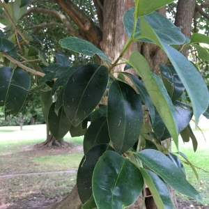 Photographie n°2217520 du taxon Ligustrum lucidum W.T.Aiton [1810]