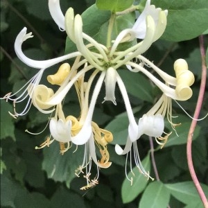 Photographie n°2217542 du taxon Lonicera periclymenum L. [1753]