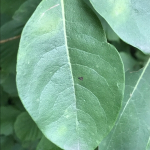 Photographie n°2217543 du taxon Lonicera periclymenum L. [1753]