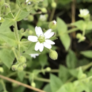 Photographie n°2217546 du taxon Myosoton aquaticum (L.) Moench [1794]