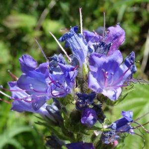 Photographie n°2217564 du taxon Echium vulgare L.