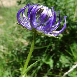 Photographie n°2217586 du taxon Phyteuma orbiculare subsp. orbiculare 