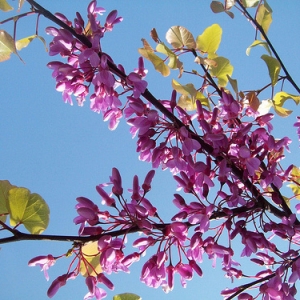 Photographie n°2217613 du taxon Cercis siliquastrum L. [1753]