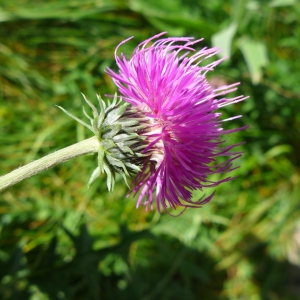 Photographie n°2217632 du taxon Carduus defloratus L. [1759]